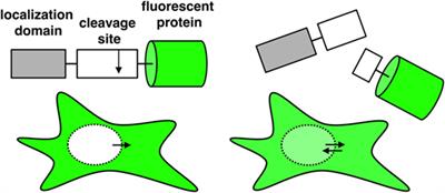 Single-Fluorescent Protein Reporters Allow Parallel Quantification of Natural Killer Cell-Mediated Granzyme and Caspase Activities in Single Target Cells